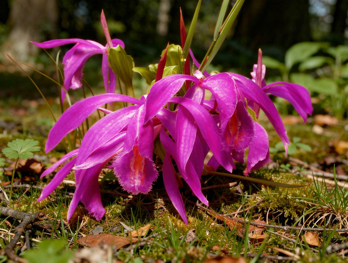 Pleione Tolima en fleurs dans un jardin avec sol bien drainé